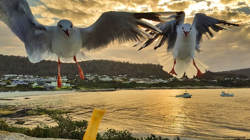 Seagulls swooping for a chip.
