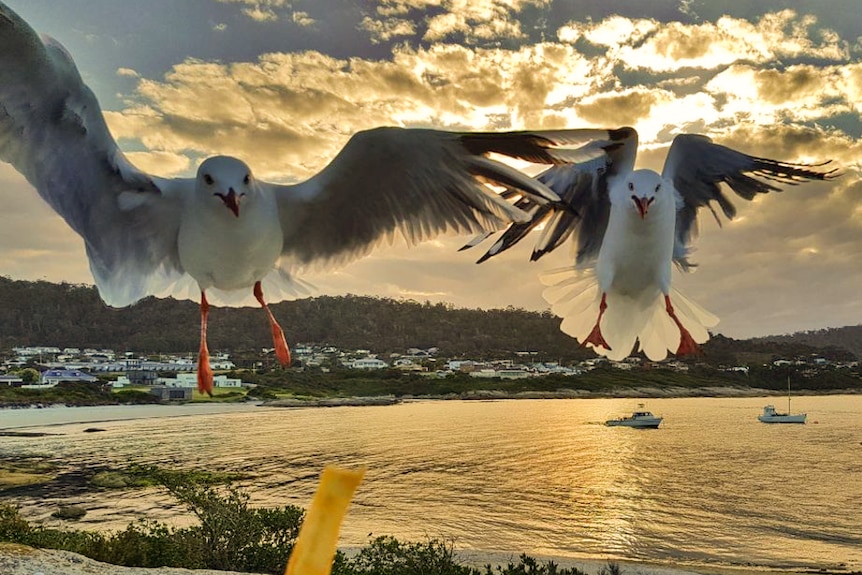 Seagulls swooping for a chip.