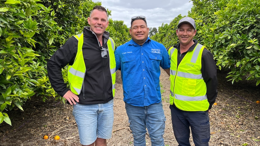 Michael Ficarra, Junior Tanuvasa and Charlie Shaw stand in a citrus orchard