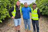 Michael Ficarra, Junior Tanuvasa and Charlie Shaw stand in a citrus orchard