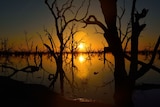 The sun hangs low over the horizon, silhouetting trees in a lake.