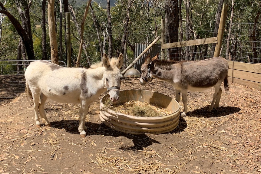 Two pet donkeys standing in an enclosure