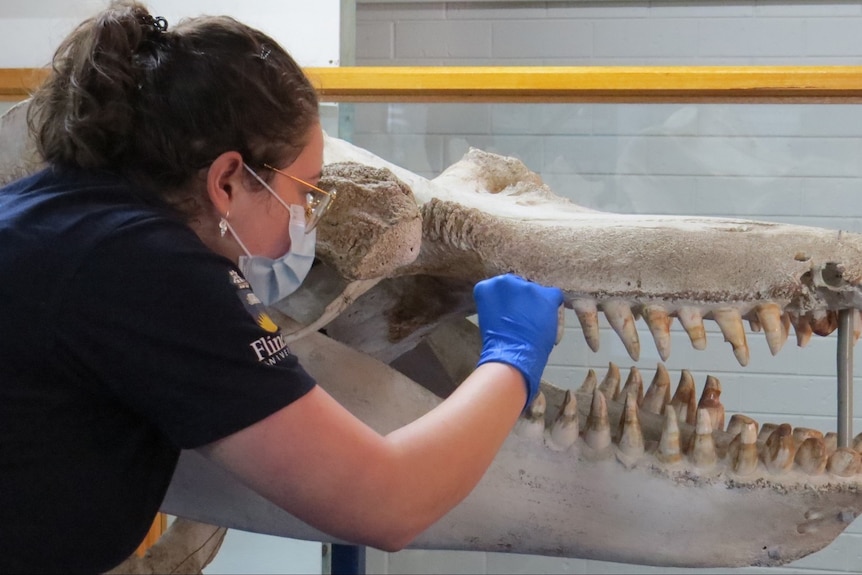 Scientist takes a DNA sample from an orca skull.