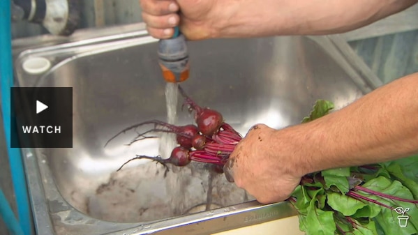 Vegetables being washed with a hose in a laundry tub. Has Video.