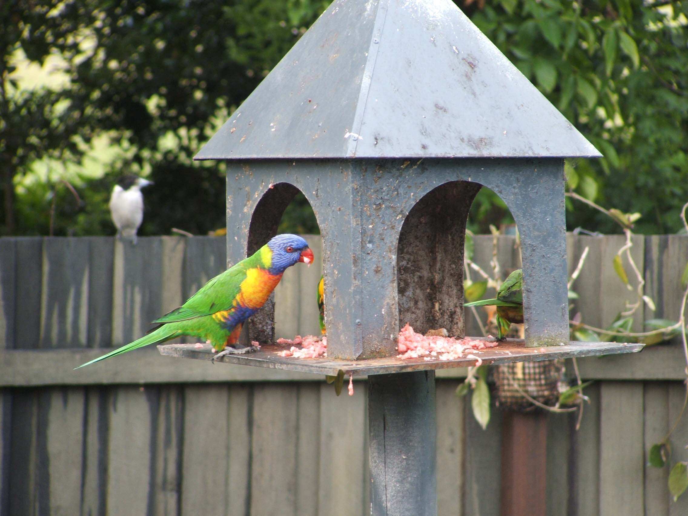 Rainbow lorikeets eating meat leaves bird experts astonished ABC News