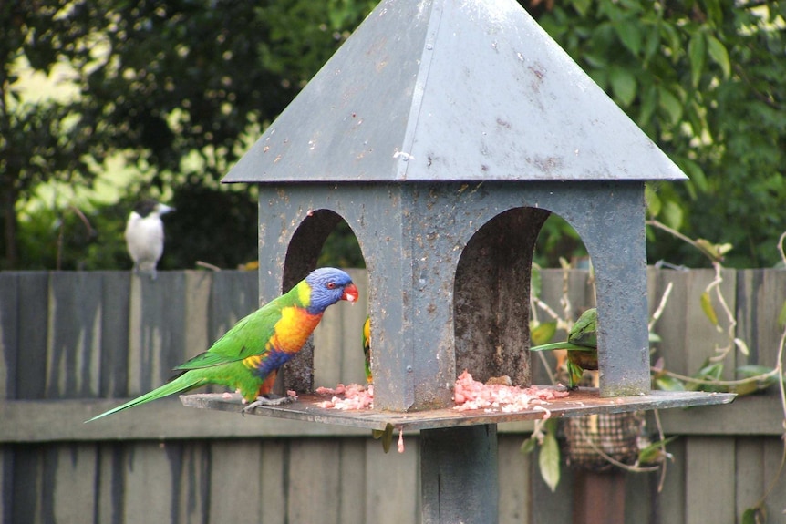 lorikeet eating meat 7