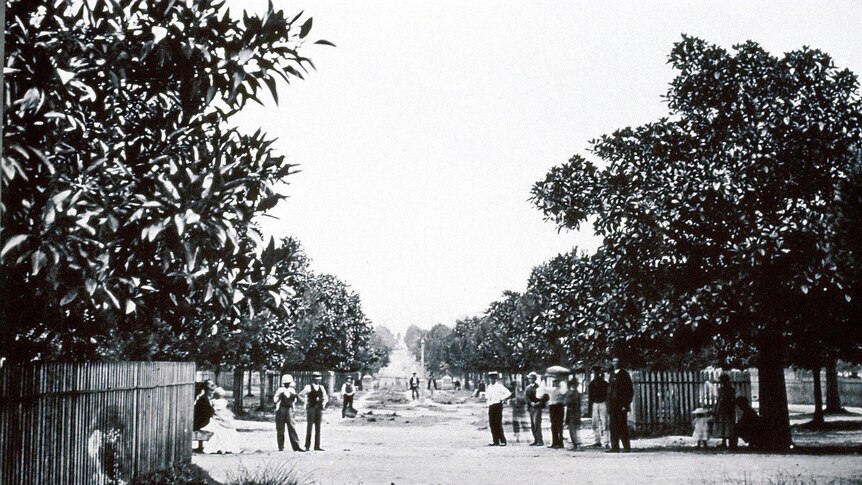 A black and white photo of a historical street lined with wooden fences and small fig trees.