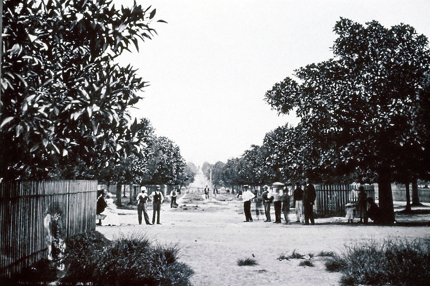 A black and white photo of a historical street lined with wooden fences and small fig trees.