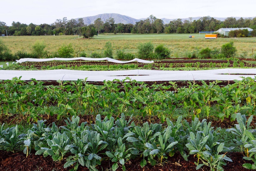 Produce grows on a farm with a hill in the background.