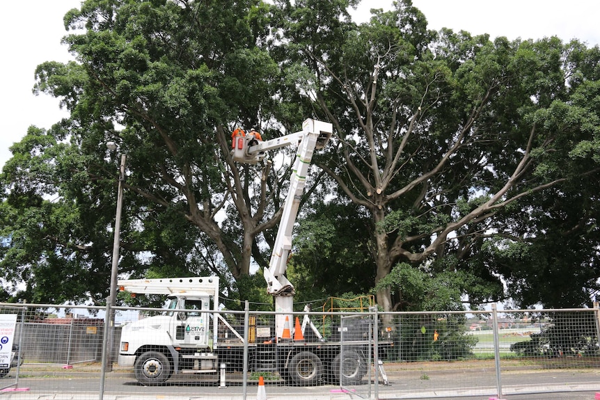 Tree removal in Randwick