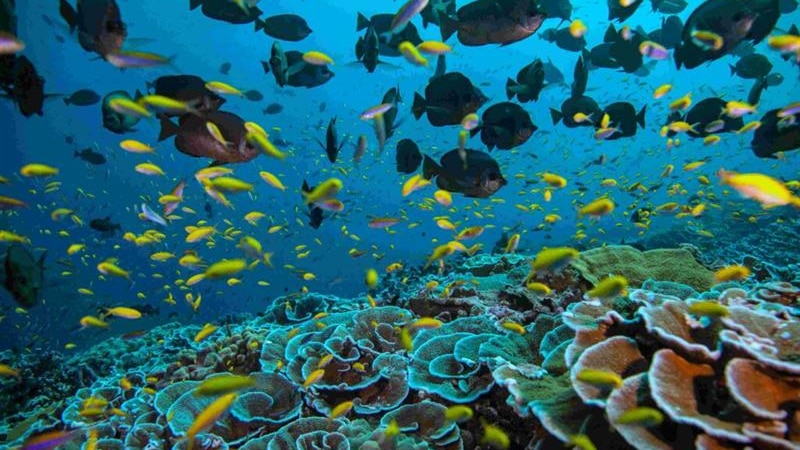 Underwater photo of fish and coral.