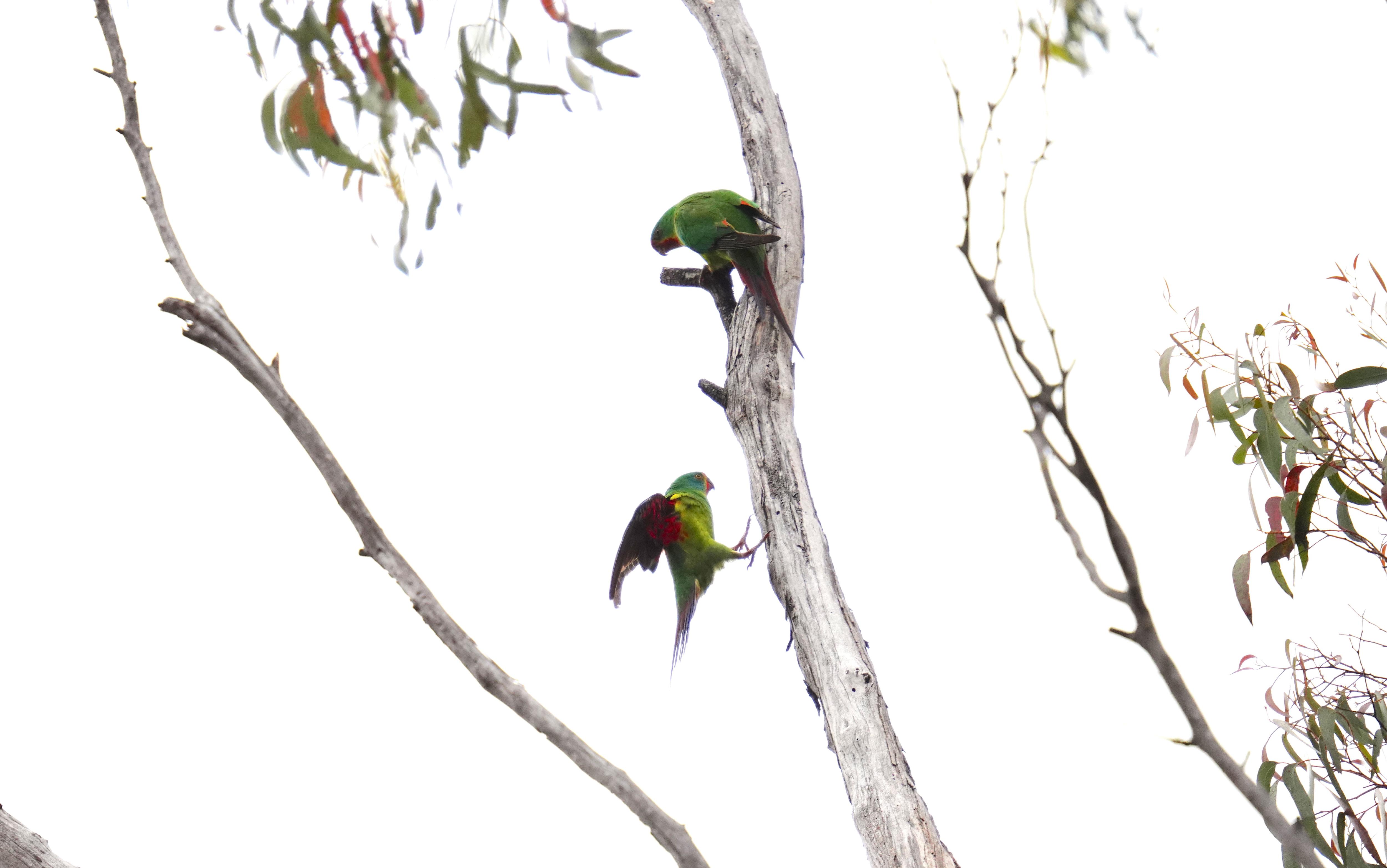 A swift parrot lands under another swift parrot on a tree trunk