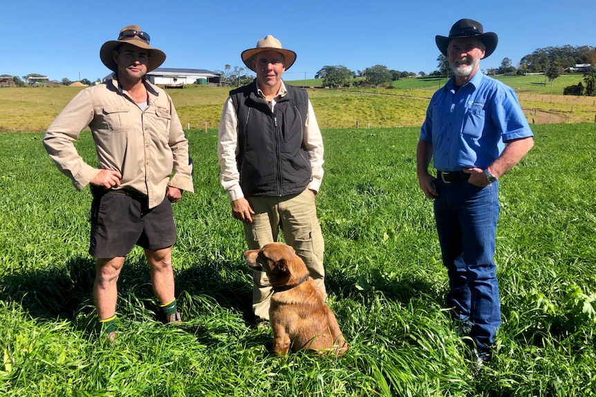 The trio stand in the green pasture with a kelpie looking at the farmer.