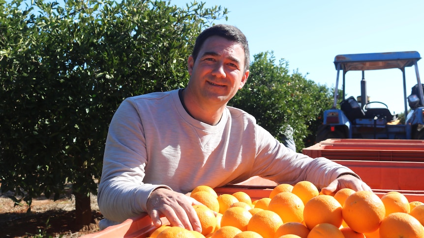 A smiling, dark-haired man leans on a trailer full of oranges in a citrus orchard.