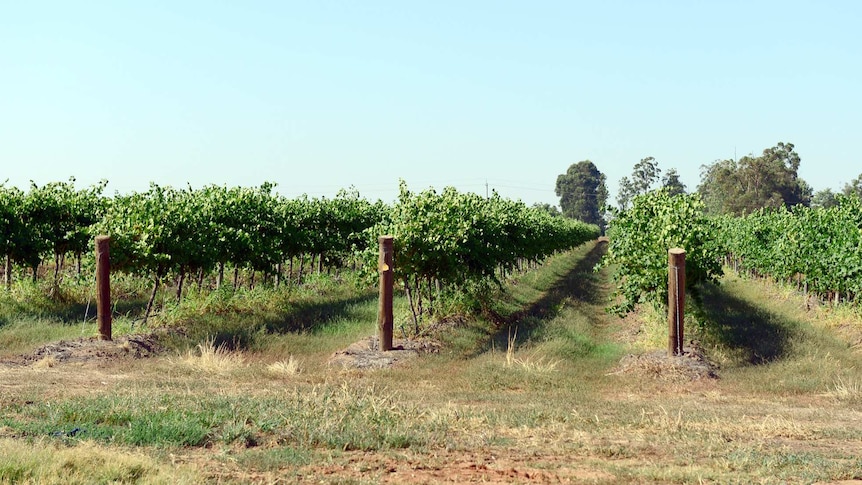 Wine grapes growing in the NSW Riverina
