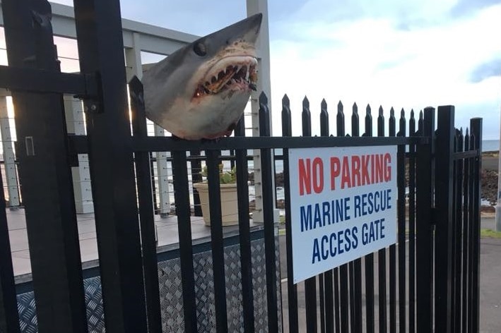 A shark head impaled on a fence