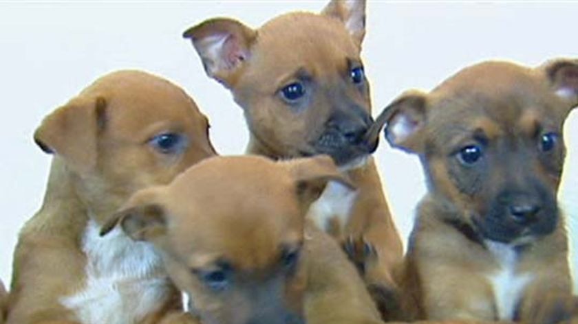 The dogs are back home at the pet shop looking for new homes.