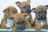 The proposed bill would ban pet stores from displaying puppies and kittens in the front window.