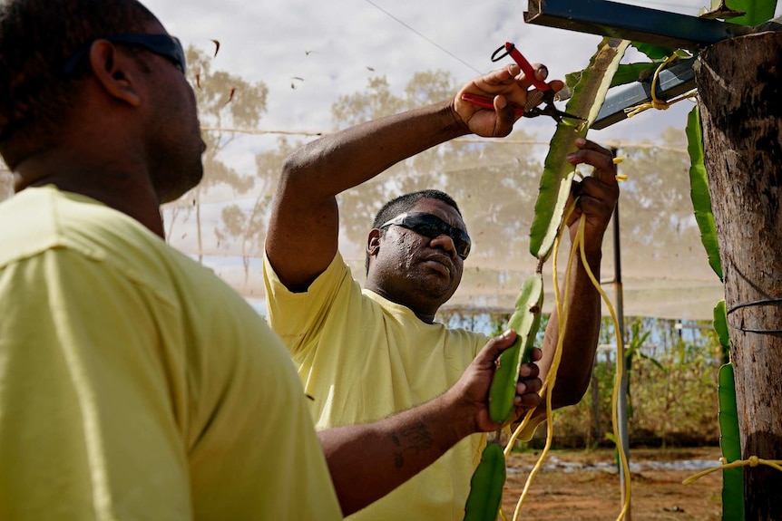 A man wearing a yellow shirt and sunglasses prunes a dragon fruit plant with the assistance of another man.