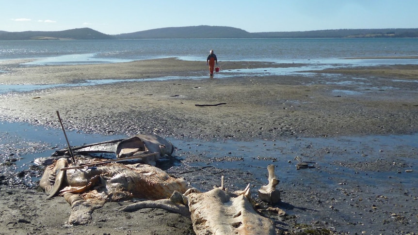 The whale's skull was removed from the carcass despite it being marked as museum property.