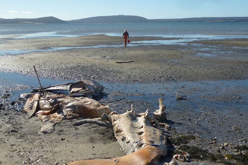 The whale's skull was removed from the carcass despite it being marked as museum property.