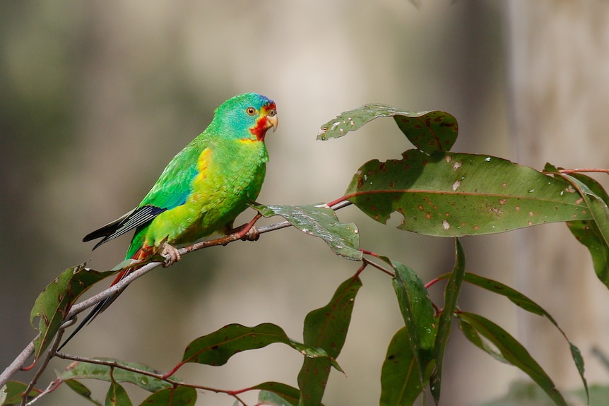 A small green parrot sitting in a gum tree.