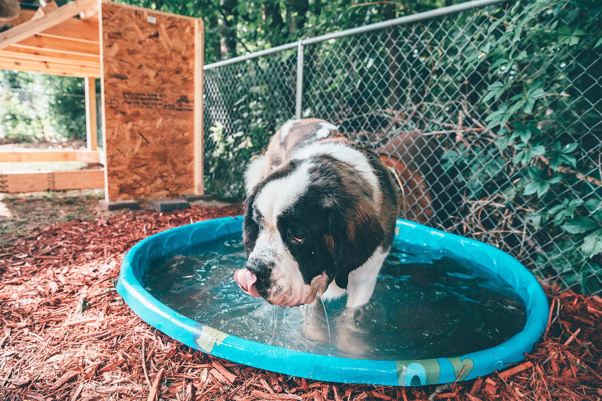 places to give your dog a bath