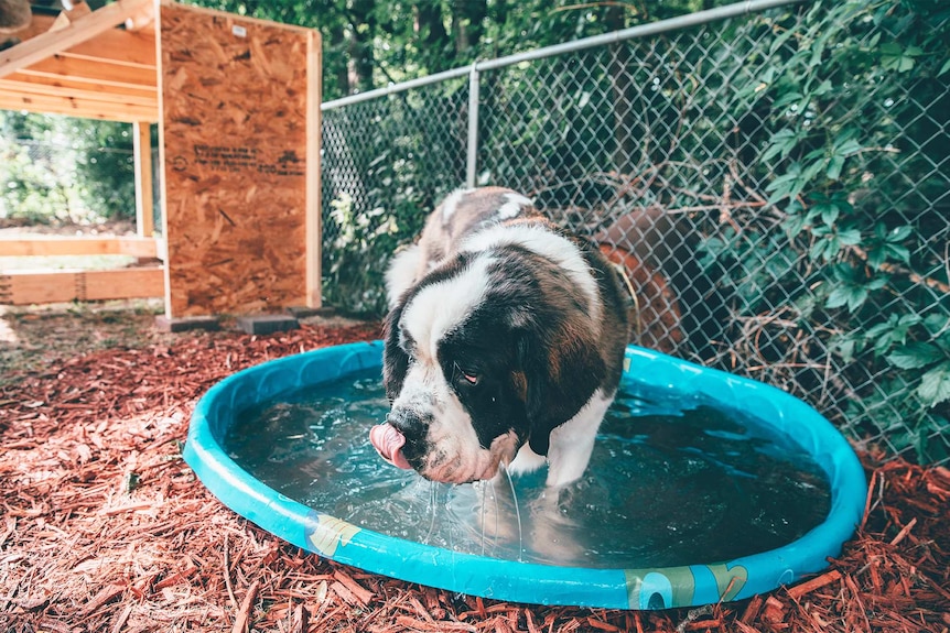 St Bernard bathing itself in an outdoor bathtub