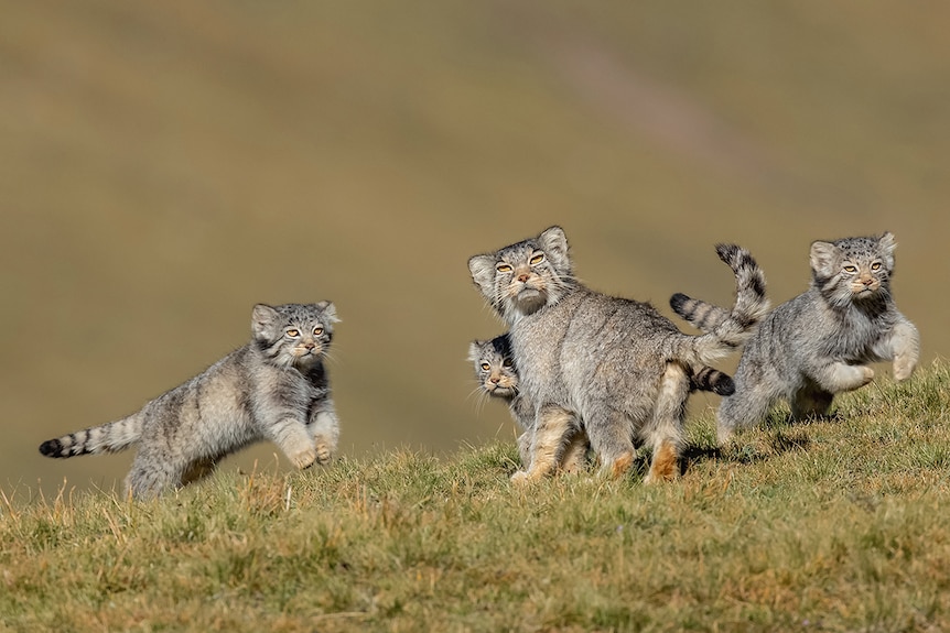 Wild Palas cats running in a field