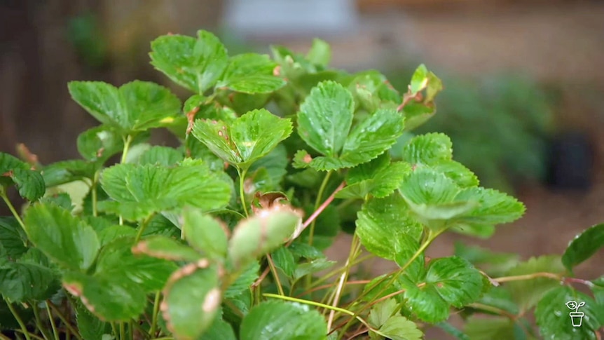 A strawberry plant.