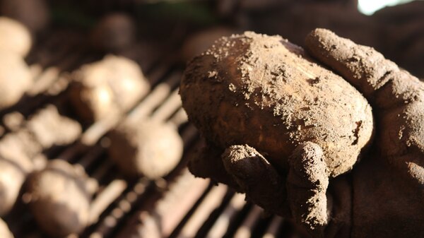 A muddy potato.