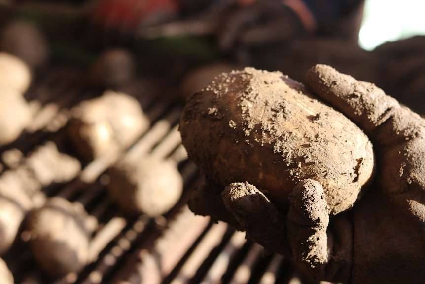 A muddy potato.