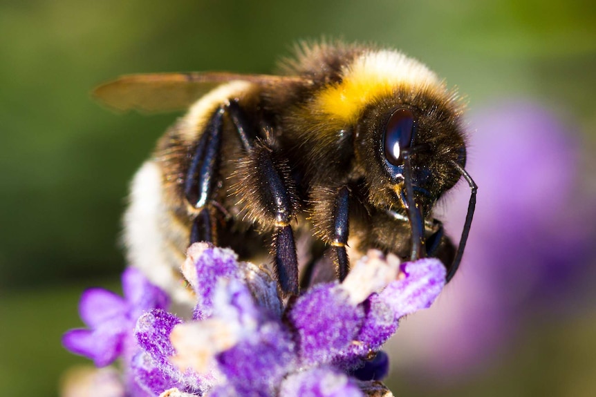 A bumblebee on a flower