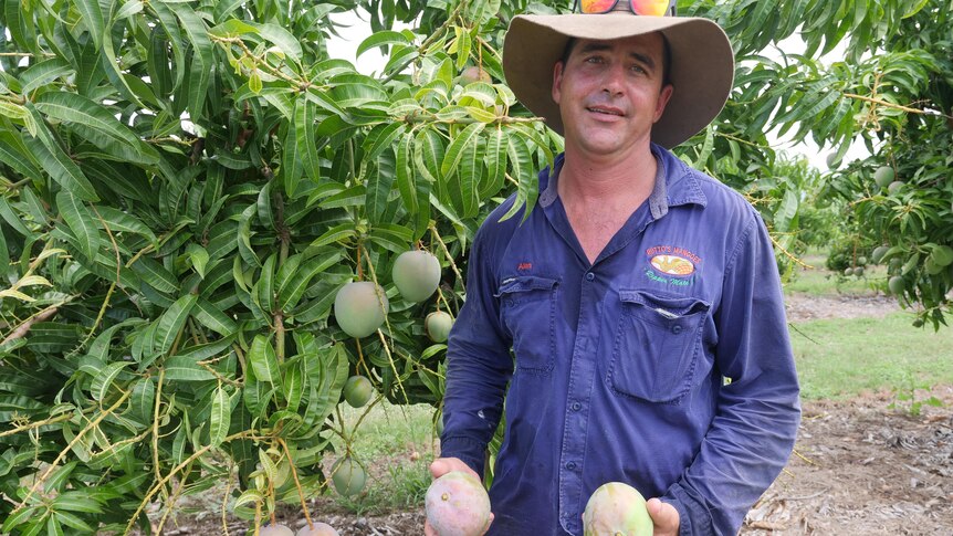 Mango growers eye strong season as harvest kicks off in Queensland