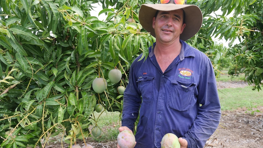 A farmer, wearing a hat and work gear, stands in an orchard holding some freshly picked mangoes.