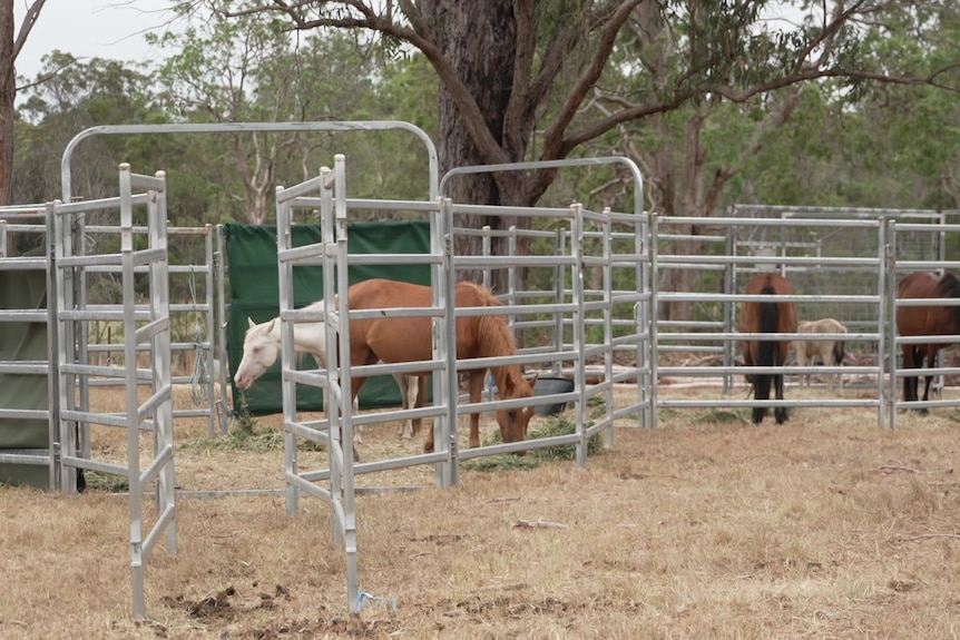 horses in a pen
