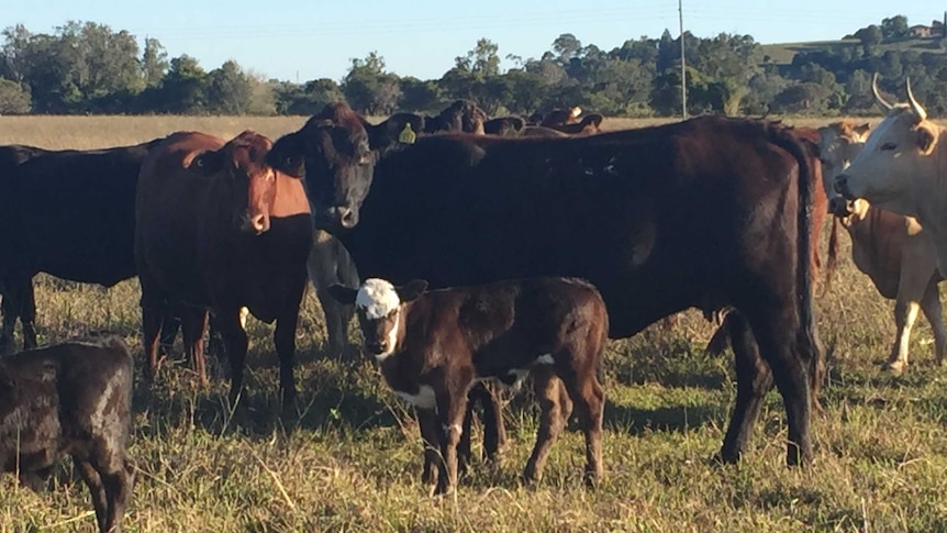 Cow and calf in paddock at Gundurimba with the rest of the mixed herd
