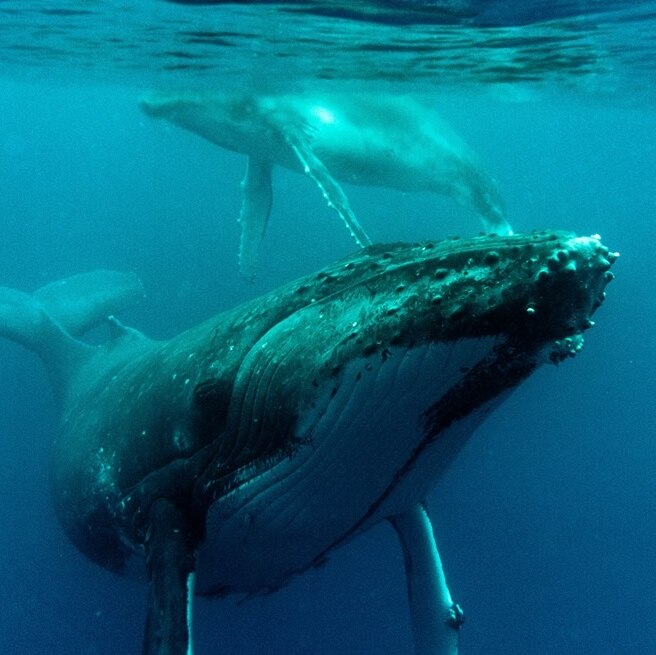A female humpback whale and her calf frolic in water off Tonga.