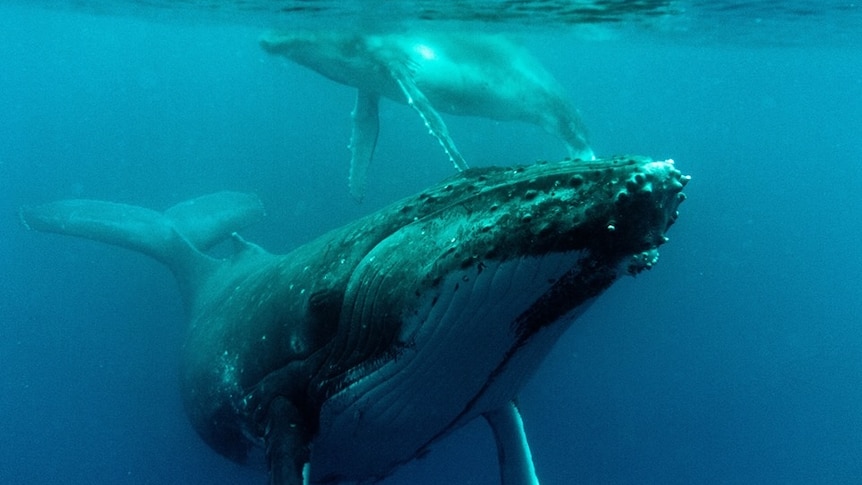 A female humpback whale and her calf frolic in water off Tonga.