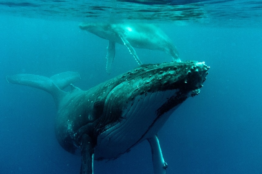 A female humpback whale and her calf frolic in water off Tonga.