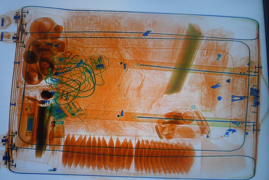 An x-ray image of a suitcase showing six bobtail lizards tightly packed in the top left corner.