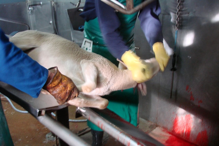 Halal slaughter of sheep at the Cowra Meat Works