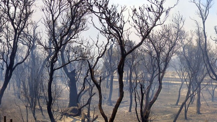 Aftermath of bushfires in southern Perth