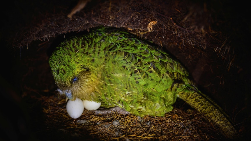 A green parrot is pictured in a brown hole, with two eggs showing from under its green feathers. 