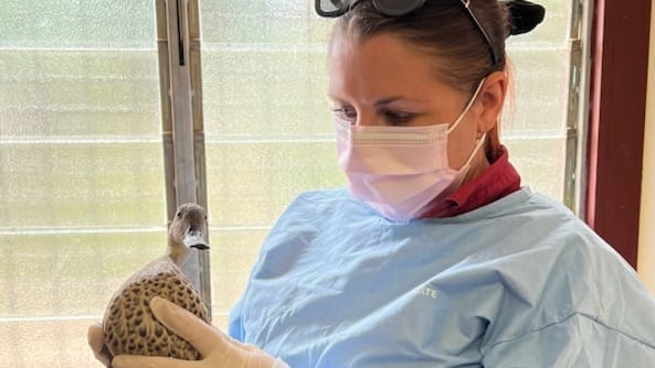A veterinarian stands in a gown with mask, while holding a duck