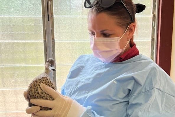 A veterinarian stands in a gown with mask, while holding a duck