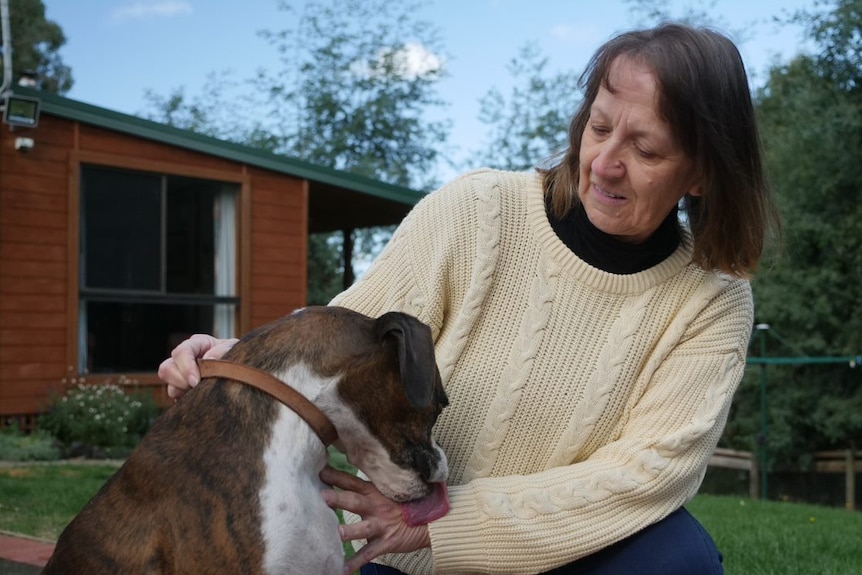 Boxer dog licks carer's arm.