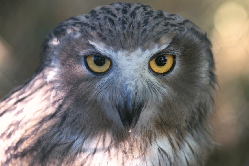 Closeup of Blakiston's fish owl