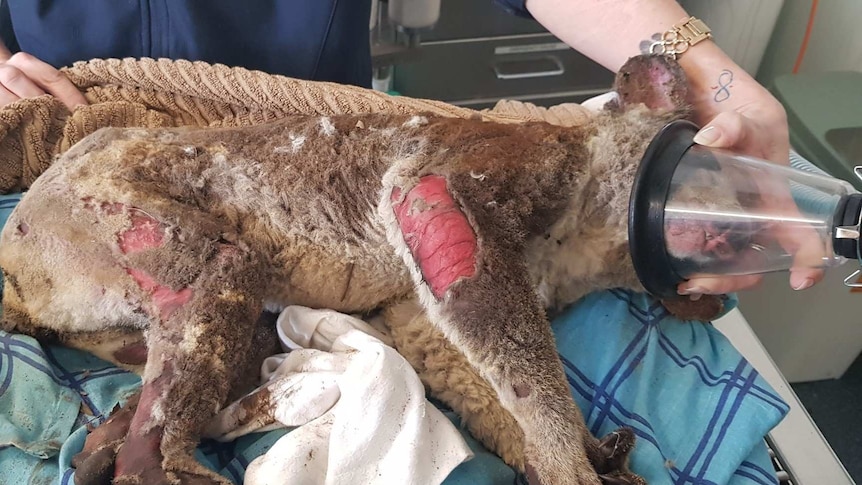 Severely burned koala under sedation on an operating table.