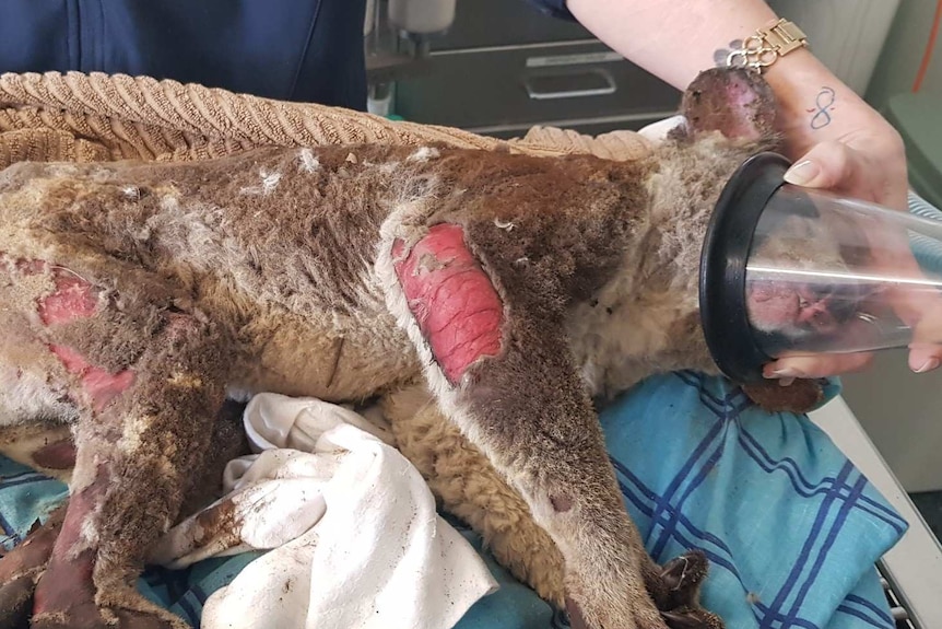 Severely burned koala under sedation on an operating table.